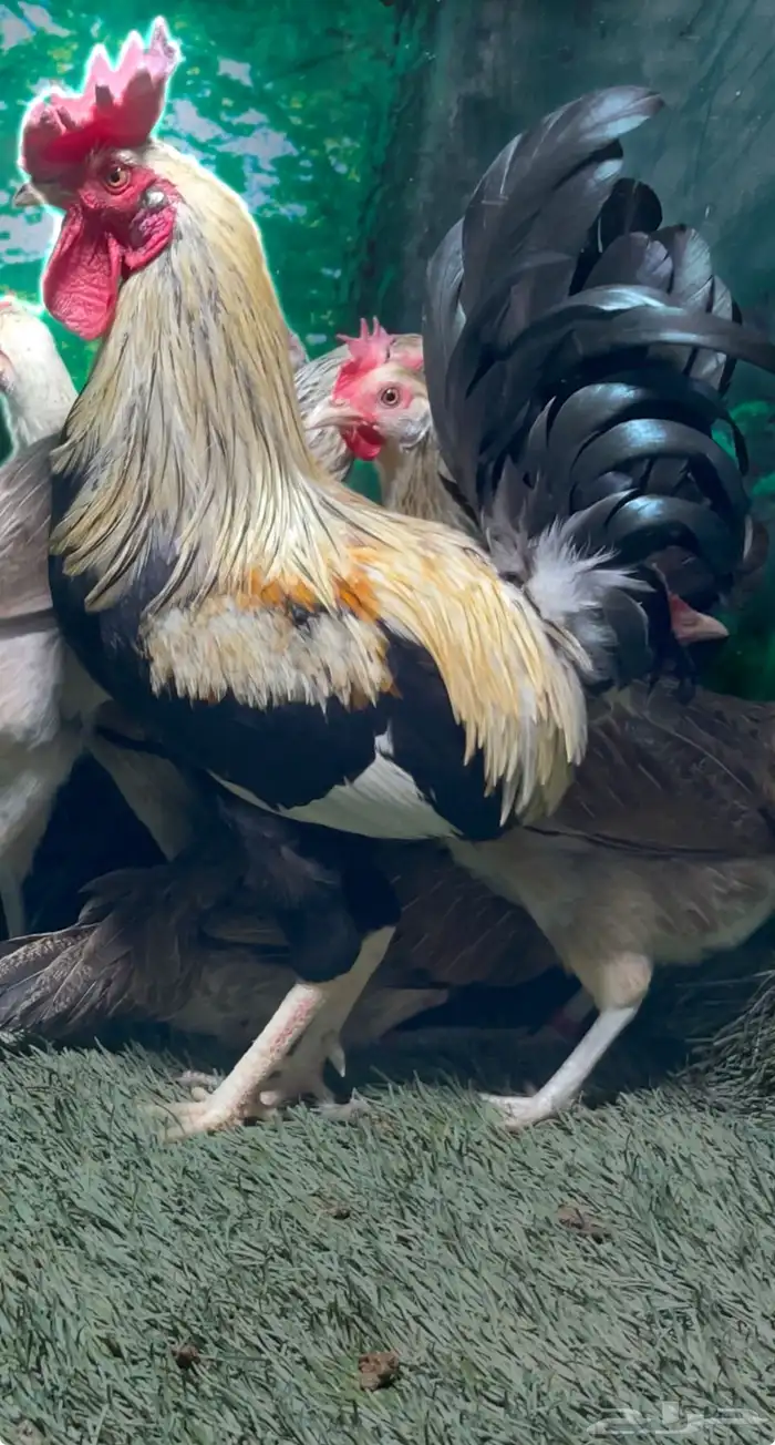 دجاج عربي اصيل ترثه شوكي 4