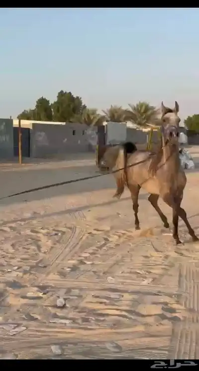 مهره عربية أصيلة (مبيوعه) 2
