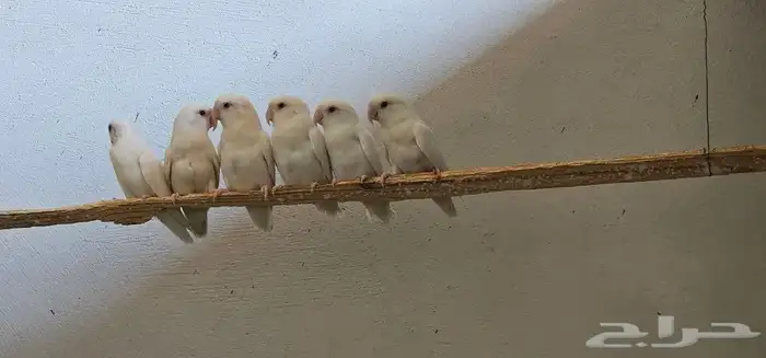 للبيع جوزين وفرده روز ابيض 3
