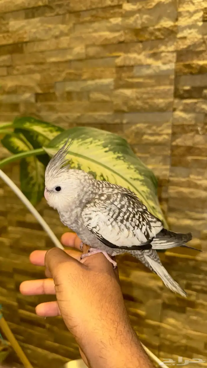 كروان هولندي فراشة 3