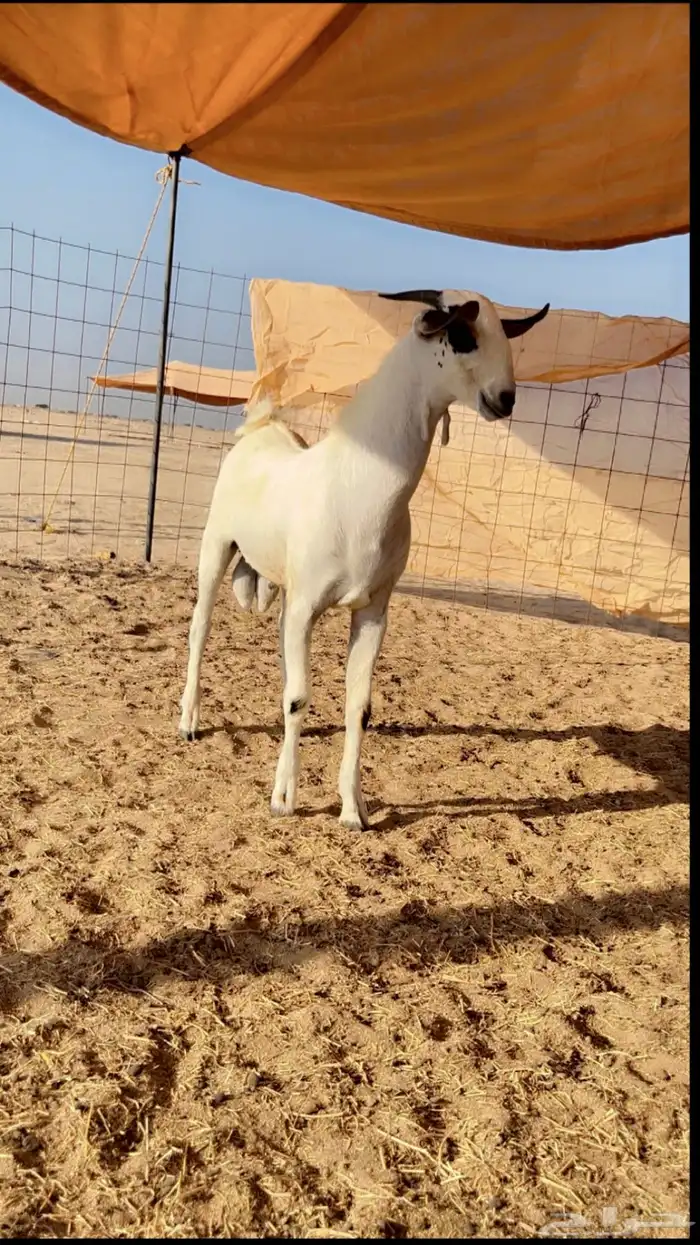 تيس بيشي صنف الصننف. ( تم البيع ) 3