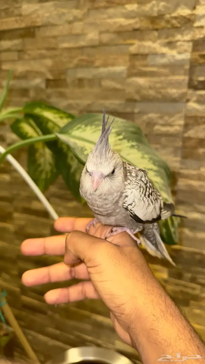 كروان هولندي فراشة 2