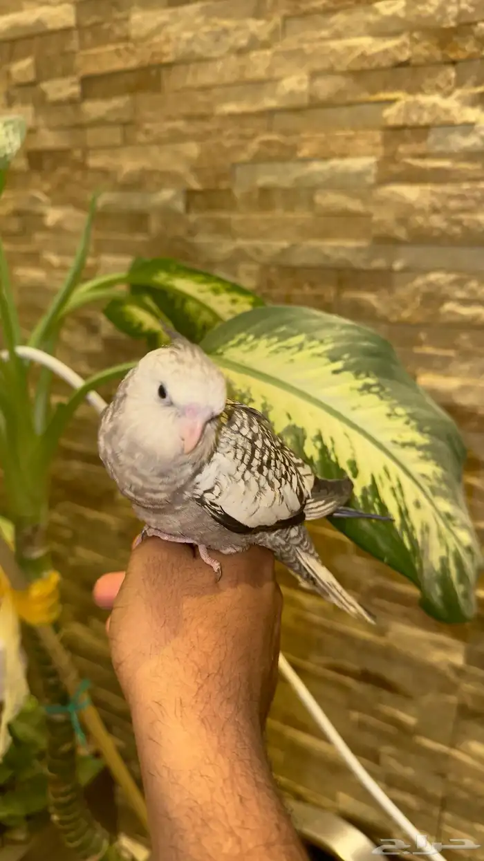 كروان هولندي فراشة 4