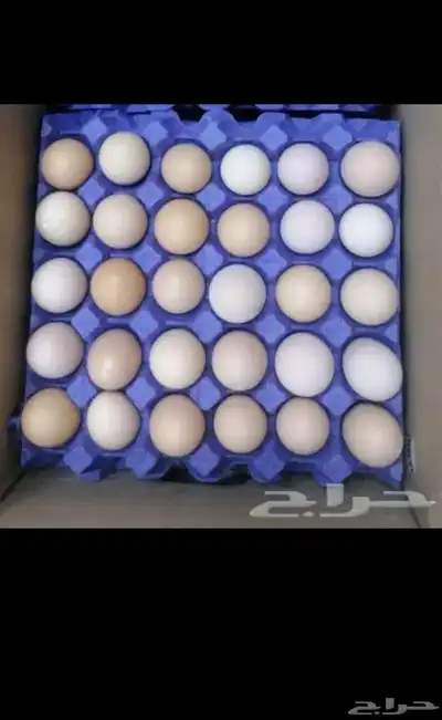 بيض بلدي يوميا أكل ومخصب فقاصه 0
