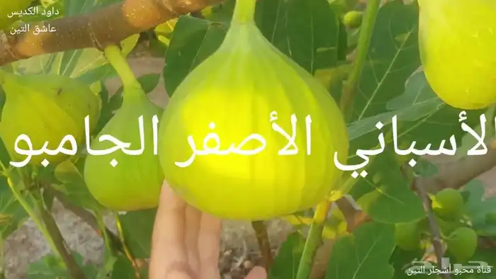 عقل تين اسباني 2