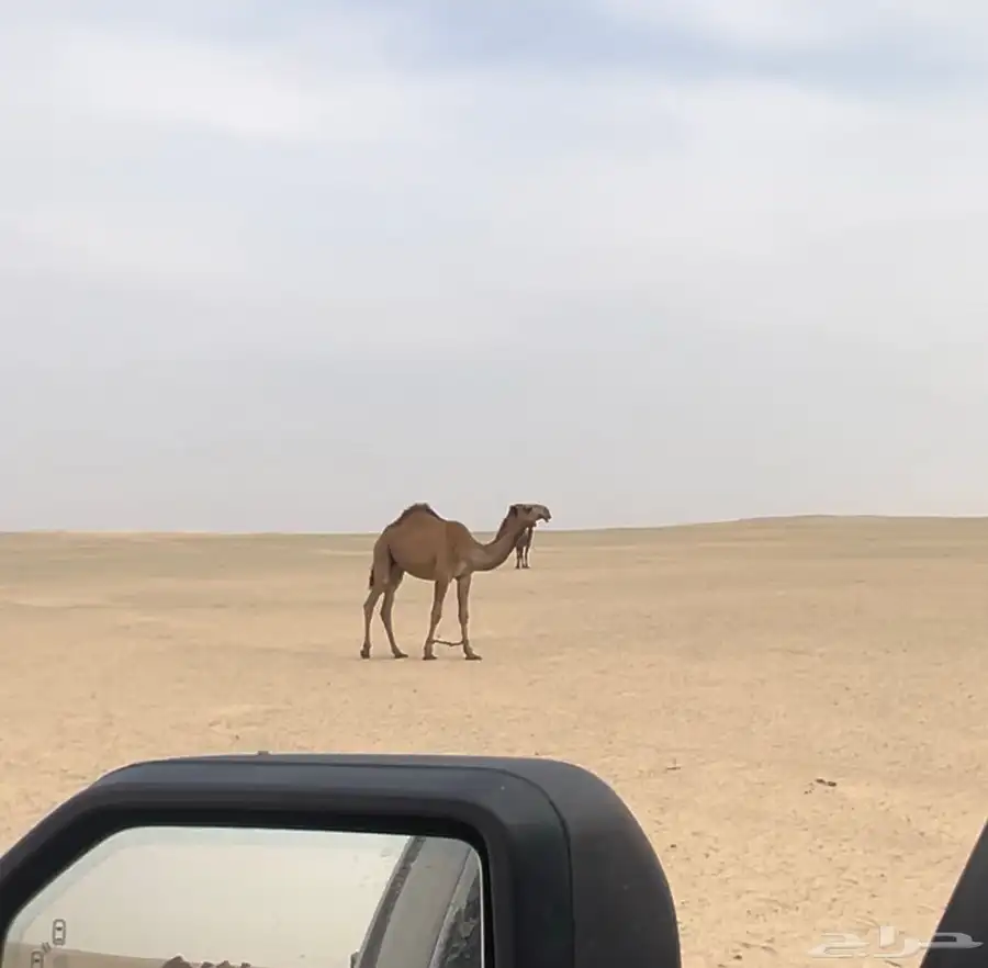 قعود اشعل كفو 1