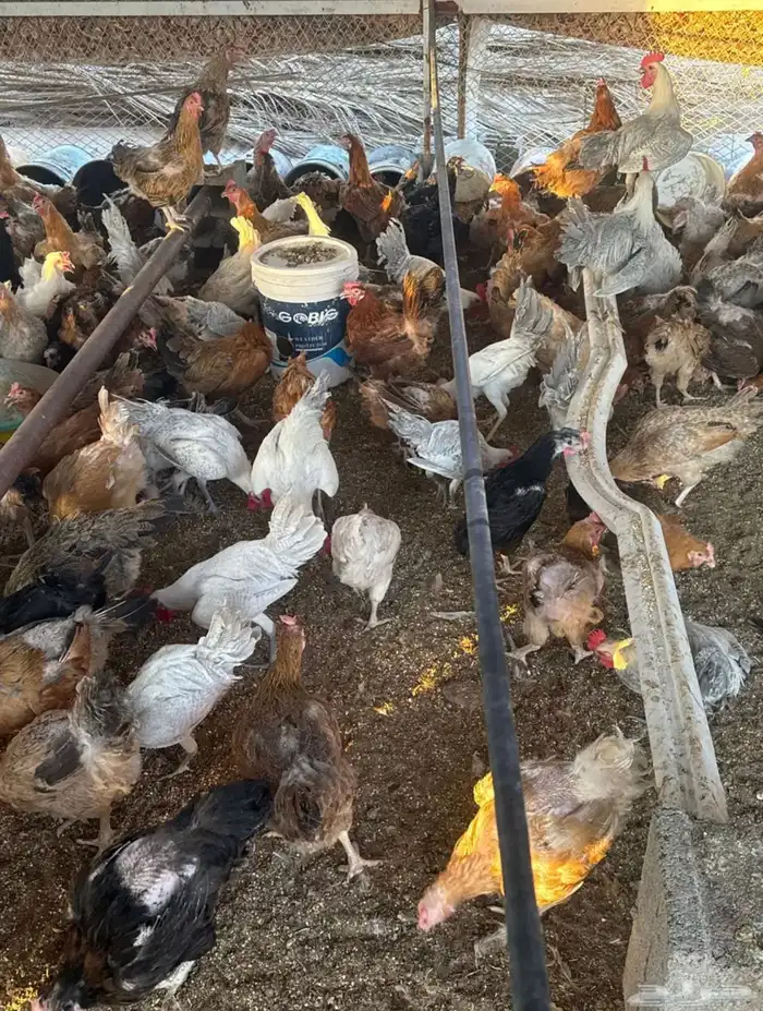 دجاج هجين تركي مشكل و يصلح لمراح الحلال والاشجار 1