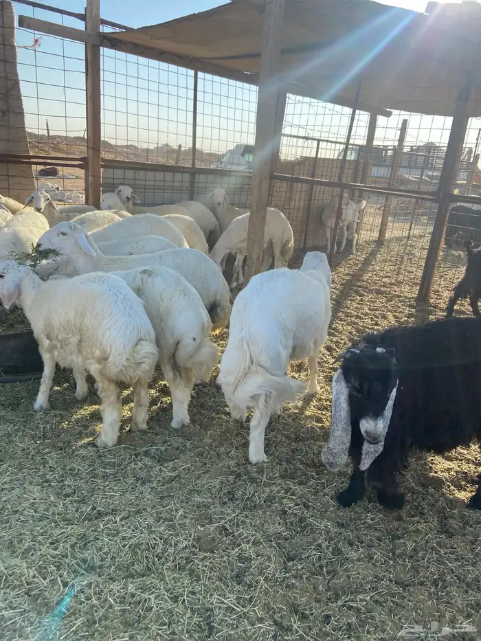 هرافا حري تفريد 1