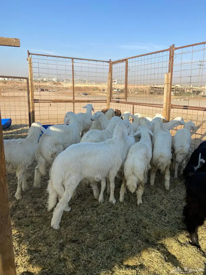 هرافا حري تفريد 3