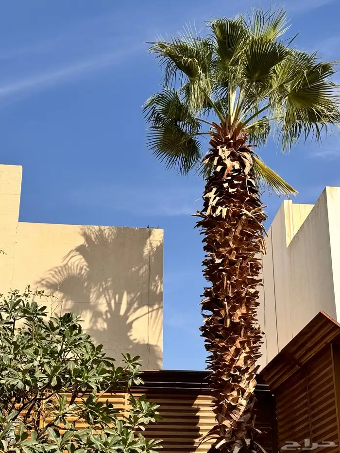 نخلة واشنطنيه طولها حوالي 12 متر 0