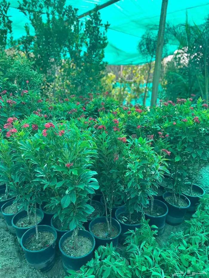 مشتل البدر 2