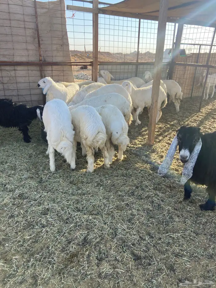 هرافا حري تفريد 0