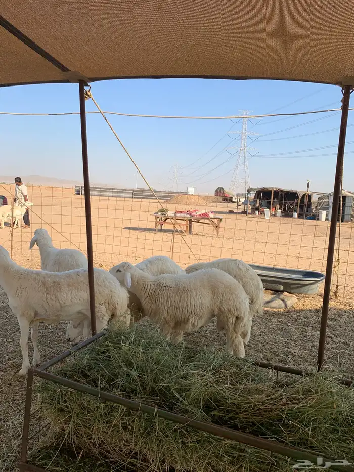 حري للبيع ذبايح ثلاجه ذبائح عقيقه تيوس جفار 2