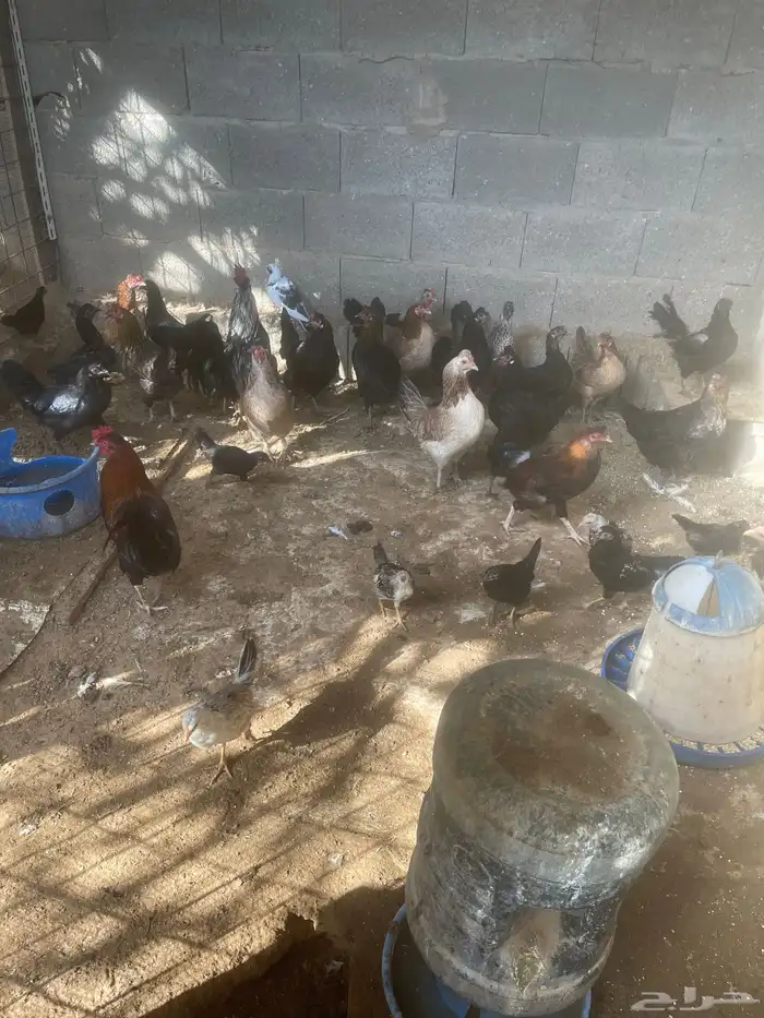 دجاج بياض للبيع 0