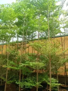 مشتل ابوعبدالله 8