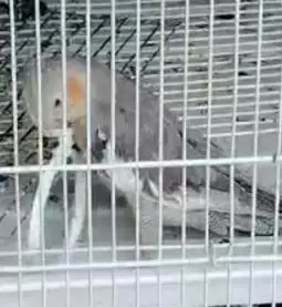 طير كروان مففود 2