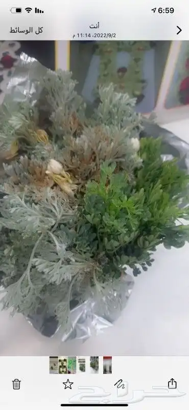 فل ورد الرياض 1