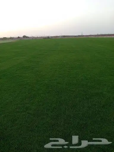 ثيل سئ 2000صافي وطبيعي الموقع الخرج 2
