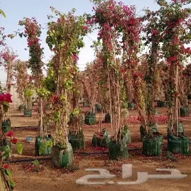 مشتل ابوعبدالله 6