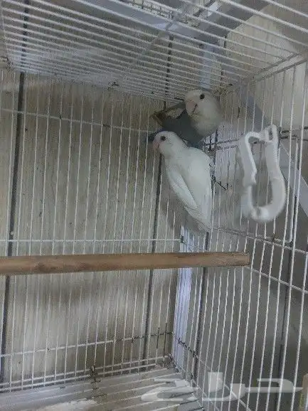 جوز روز مع فروخه 0