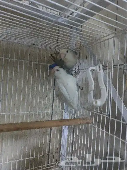 جوز روز مع فروخه 1