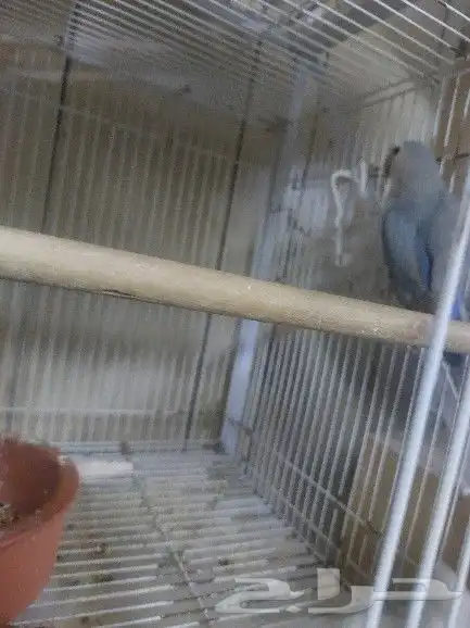 جوز روز مع فروخه 2