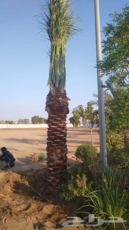 نخل للبيع جده مكه بجميع انواعه ومقاساته 2