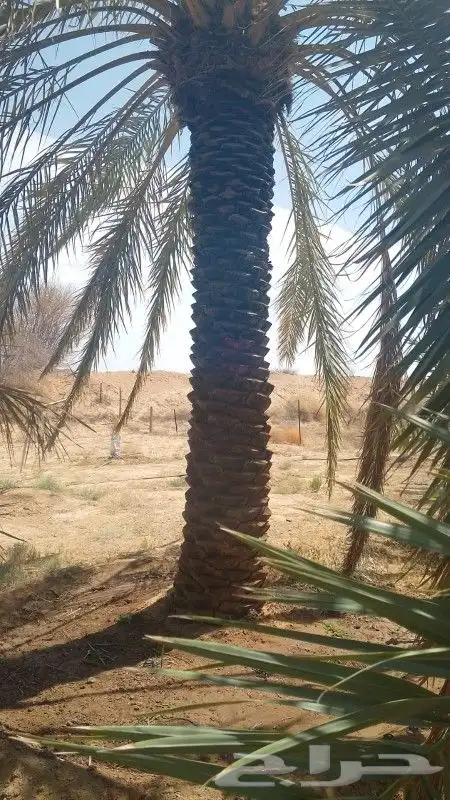 نخل للبيع جده مكه بجميع انواعه ومقاساته 5