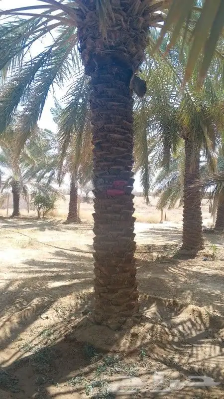نخل للبيع جده مكه بجميع انواعه ومقاساته 6