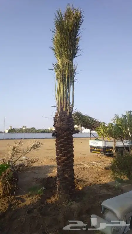 نخل للبيع جده مكه بجميع انواعه ومقاساته 3