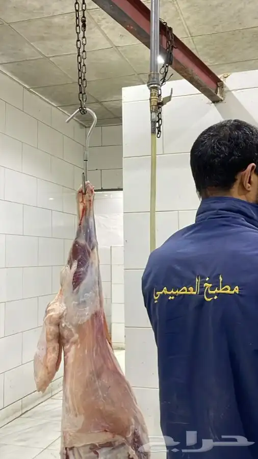 للبيع ذبايح طليان حري سواكني تيوس 6