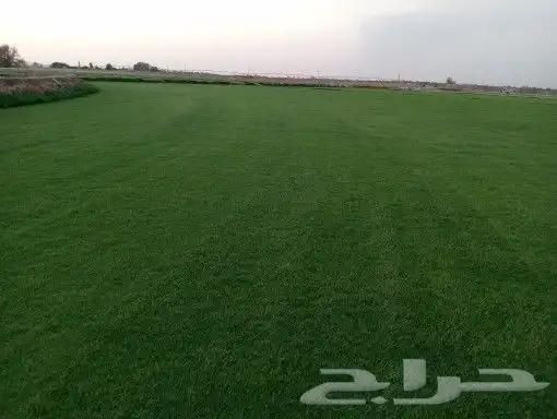 ثيل سئ 2000صافي وطبيعي الموقع الخرج 3