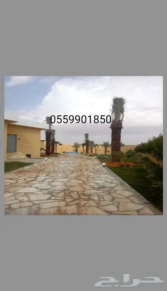 شبوك ونخيل 1