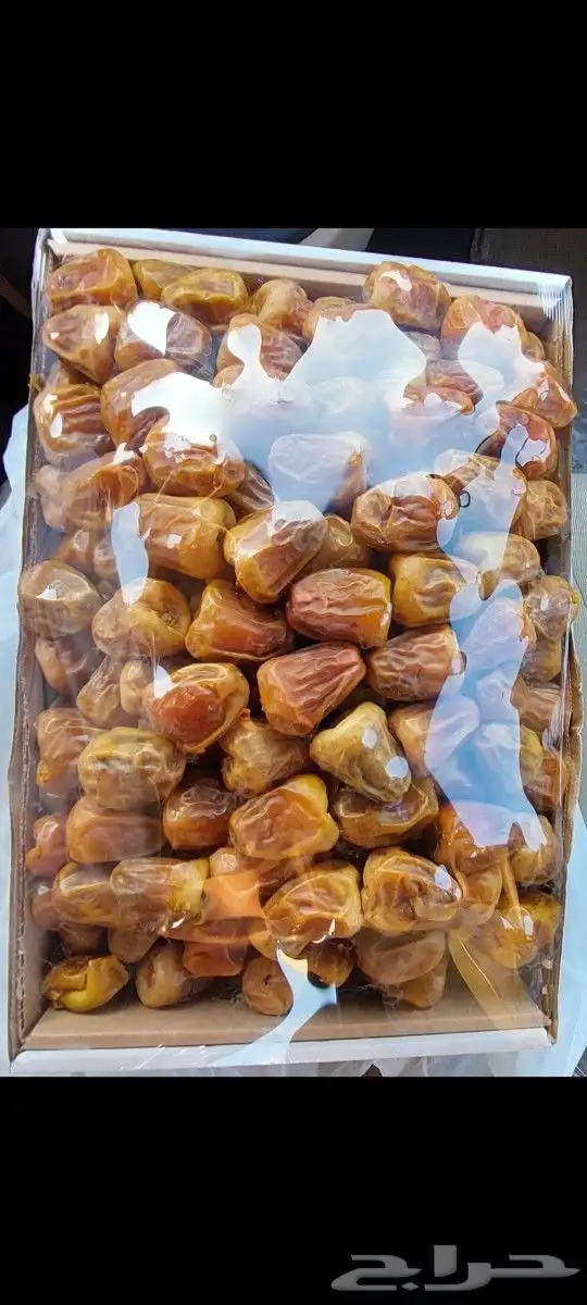 تمور جلكسي وسكري ملكي 7