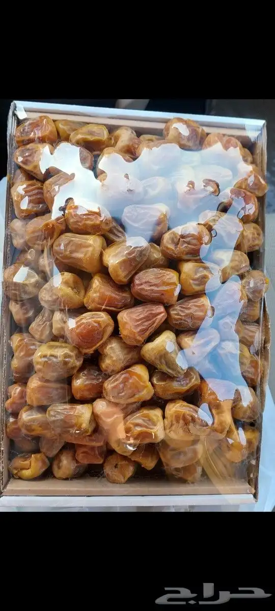 تمور جلكسي وسكري ملكي 8