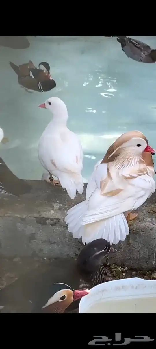 نوادر البط مندرين ابيض 1