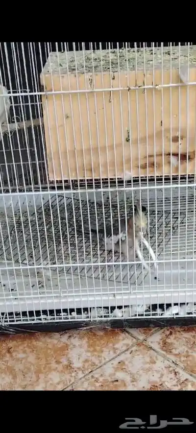 طير كروان مففود 3