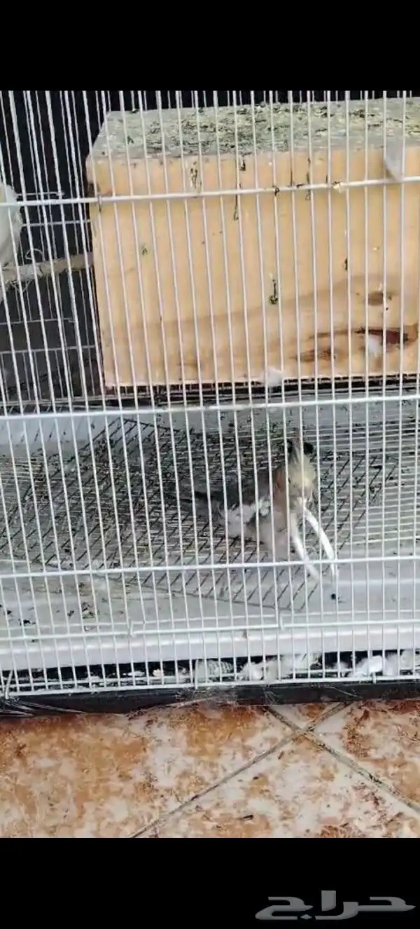 طير كروان مففود 3