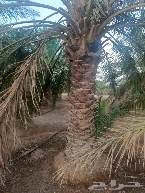 نخل للبيع جده مكه بجميع انواعه ومقاساته 7