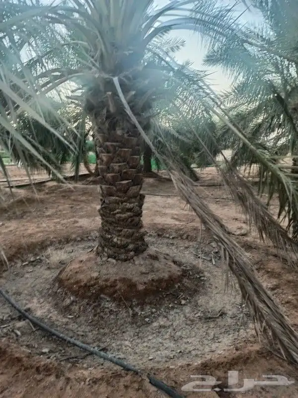 نخل للبيع جده مكه بجميع انواعه ومقاساته 8