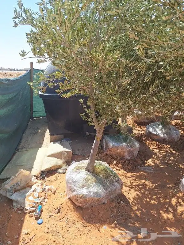 اشجار ليمون اضالي للبيع شتلات ليمون مراكن 2