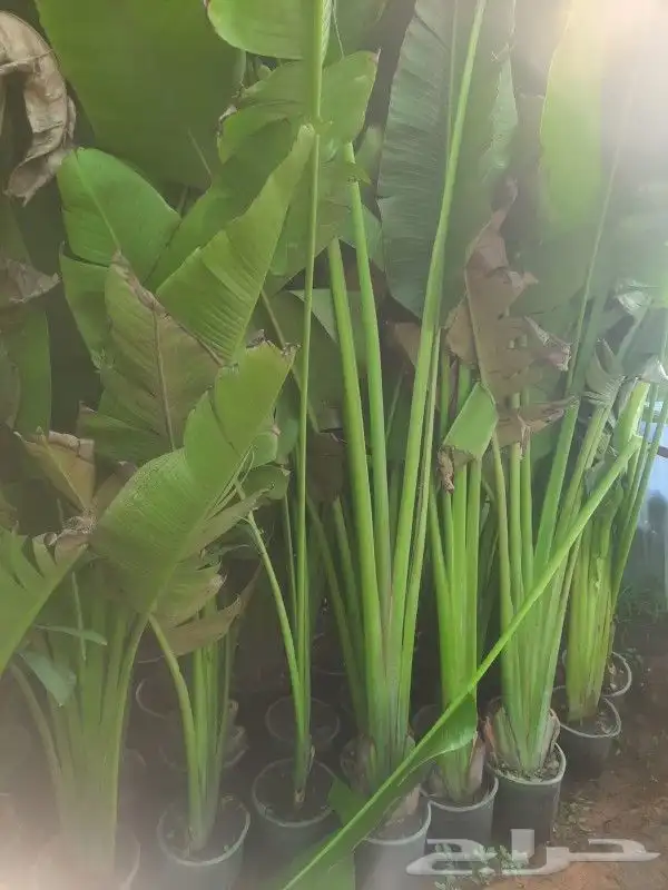 مشتل ابوعبدالله 5