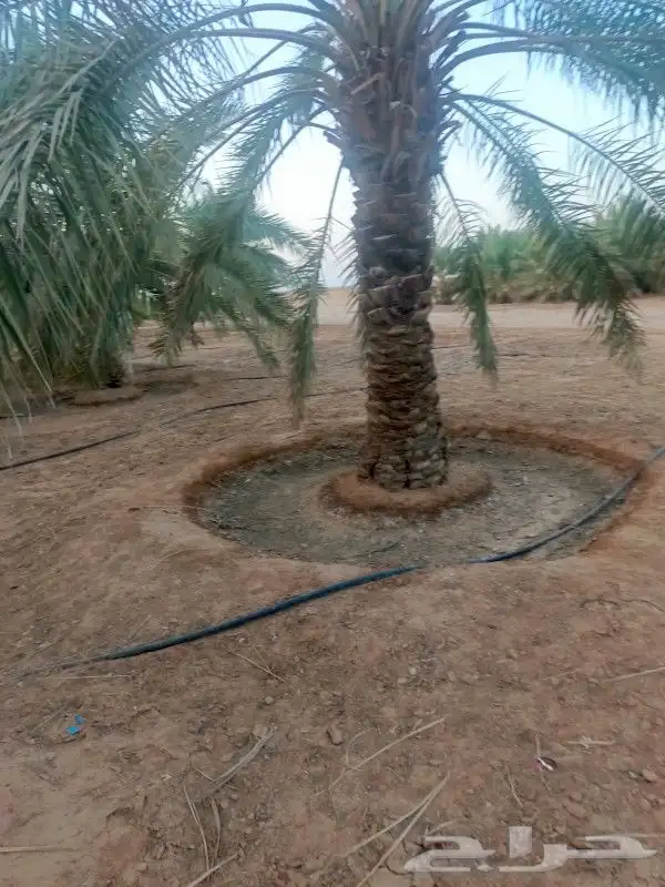 نخل للبيع جده مكه بجميع انواعه ومقاساته 4