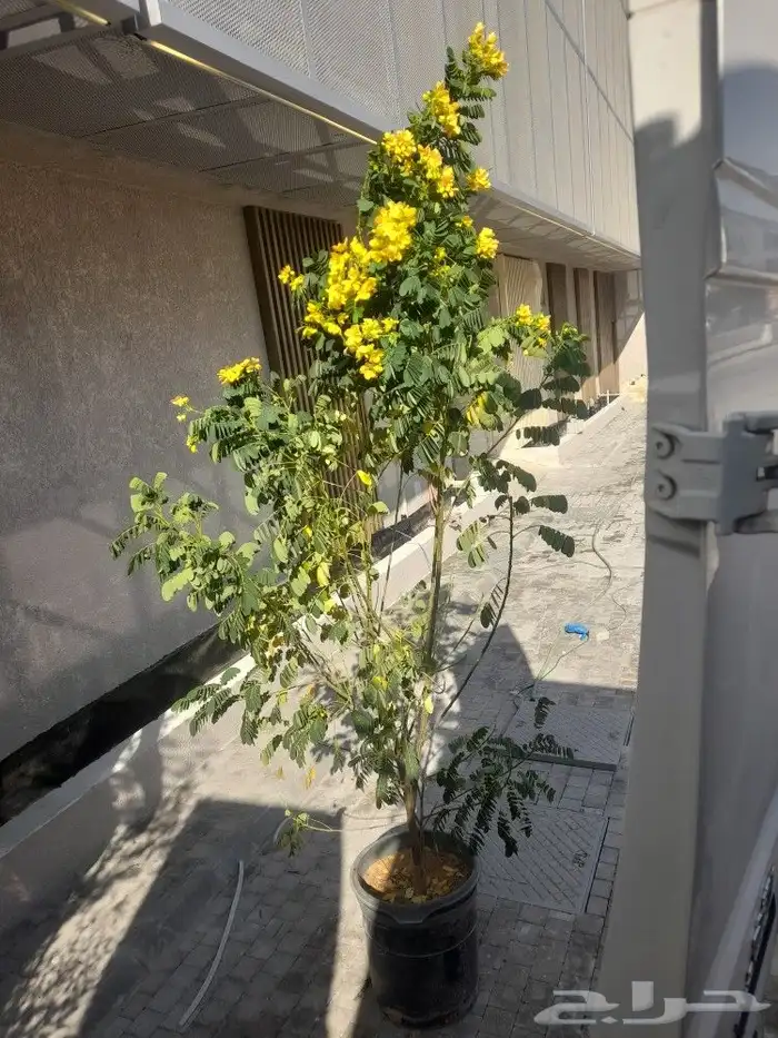 مشتل ابوعبدالله 2