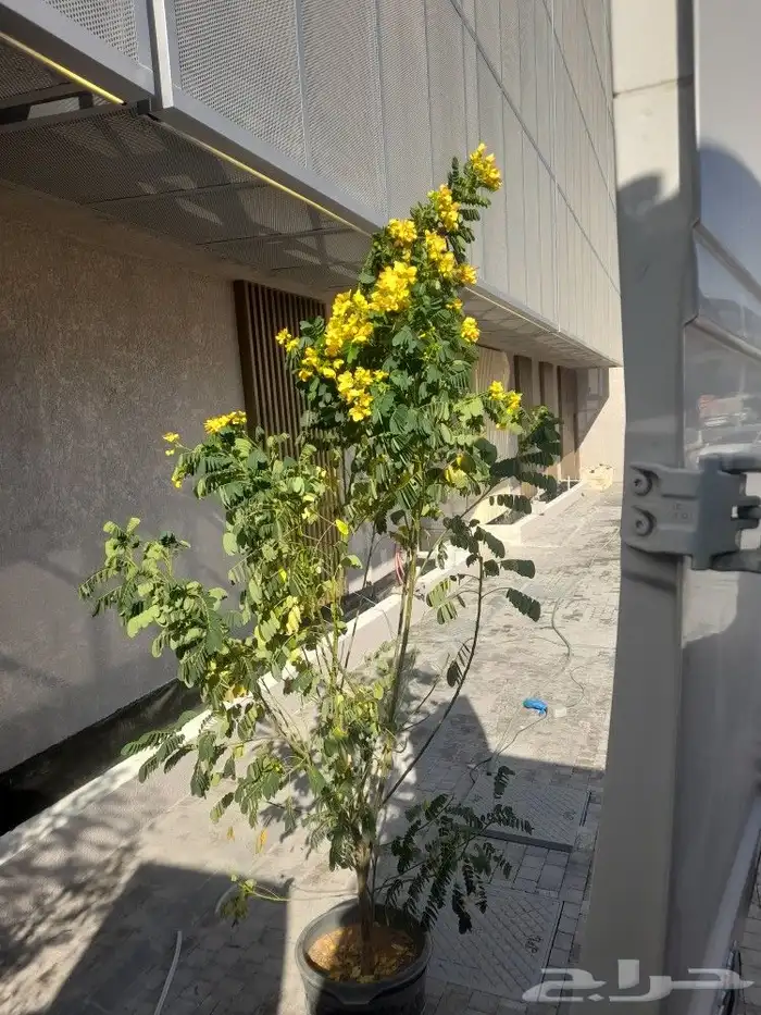 مشتل ابوعبدالله 1