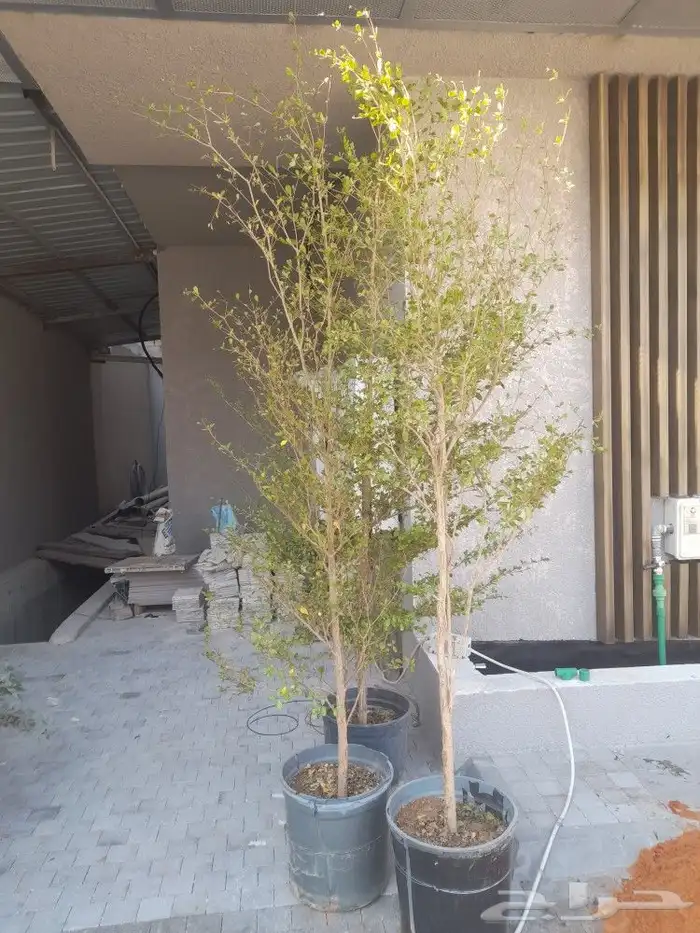 مشتل ابوعبدالله 4