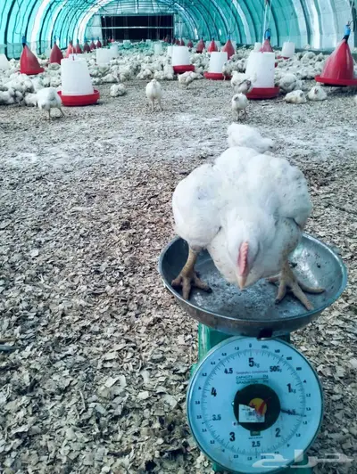 دجاج ذبح يومي حسب الطلب 1