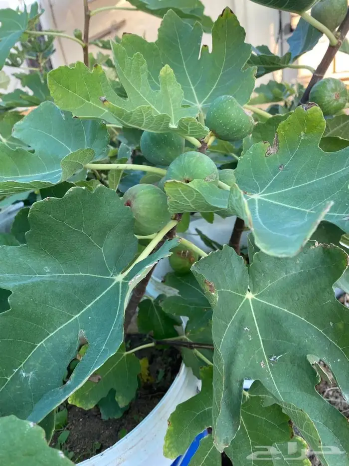 مشروع تين اصناف ممتازه ومنوعه للبيع جمله 1