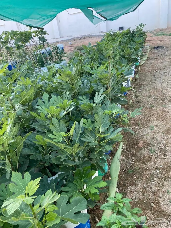 مشروع تين اصناف ممتازه ومنوعه للبيع جمله 2