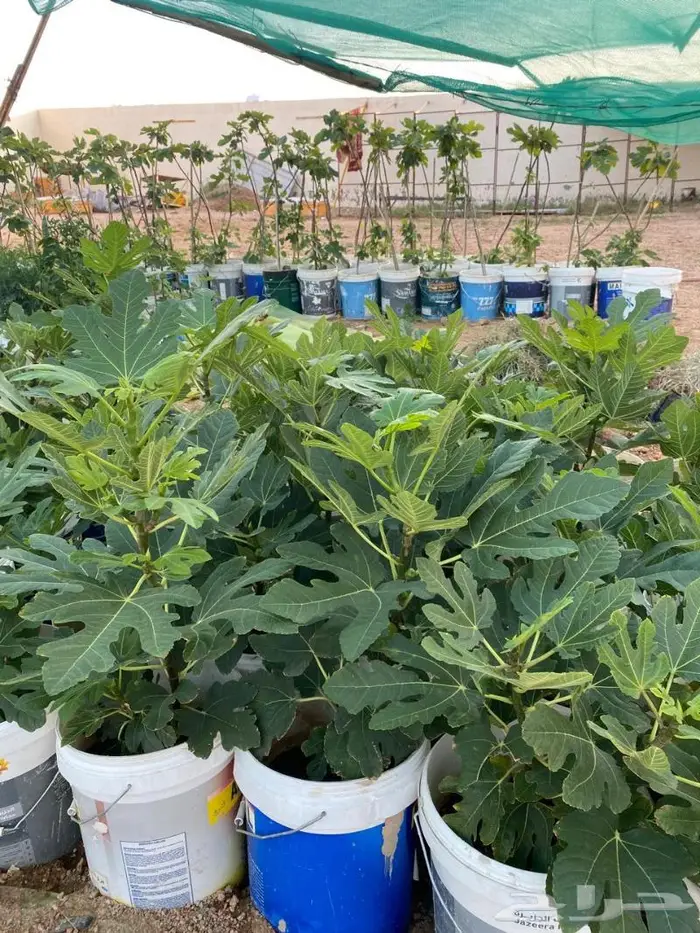 مشروع تين اصناف ممتازه ومنوعه للبيع جمله 3